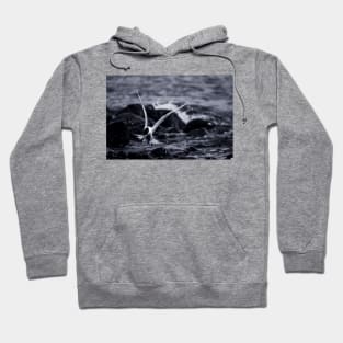 Crested Tern_VOA8098 Hoodie